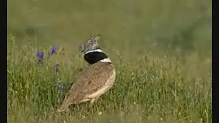 Popullore - Thelleza pike mbi vetull