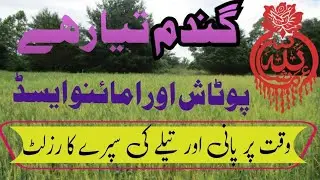 Results of Potash fertilizer in Wheat crop || Flood of Potash || #wheat || agriculture wisdom