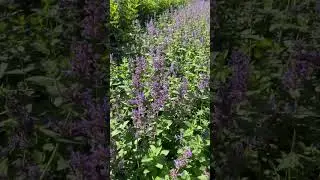 СВЕЖИЕ НОТКИ В САДУ 💙