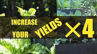 HOW TO INCREASE YOUR FARM YIELD FOUR TIMES  ON THE SAME PIECE OF LAND