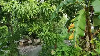 Walk from Chalet La Mar into Laborie village on Market Day