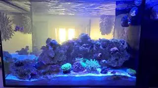 Nano Reef Tank Live Stream