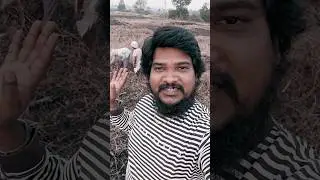 కష్టపడింది ఐదేళ్లు నోట్లోకి పోవు😰🙏 #love #youtubeshorts #farmer #farming #ytshorts