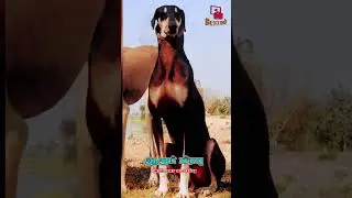 Kings of TamiL Nadu Kanni dogs 🔥 #chippiparai #kanni #nativebreed