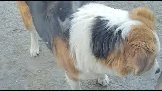 6 Dog # 49