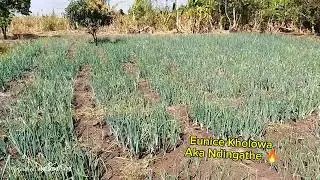 Showcasing Onion farming as a way of making money in malawi 