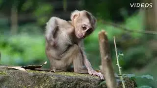 look at that ! what is baby monkey Amanda looking for ?