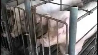 Swine Flu Pandemic