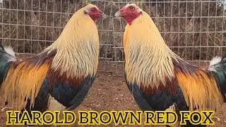 Harold Brown Grey Red Fox Rodney Robello Farm &bull; Beautiful Birds