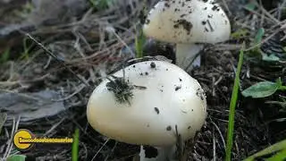 Amanita vaginata var pallescens