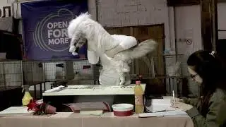 Siberian cat - Neva Masquerade on cat show