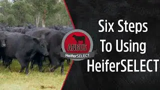How do commercial producers access Angus HeiferSELECT?