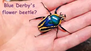 Derby's flower beetle blue form!