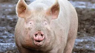 Large White Pig | Best Pig Breed?