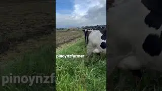 #grazing #oats #happycows