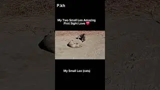 My Two Smill Leo Amazing First Sight Love ! #Small Cats Leo #Amazing viral Cats Leo #trendingshort