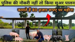 सुअर पालन से कमाते हैं। 80 हजार पर महीना | पुलिस की नौकरी नहीं मिली तो किए सुअर पालन | Goat farming