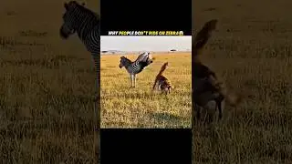 Why Zebra don&rsquo;t used for ride😱 #shorts #facts