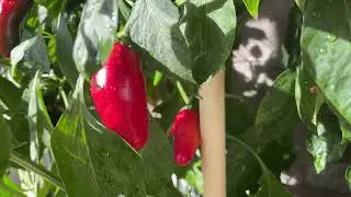 TítuloMi huerto en la azotea