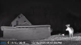 ASMR - Maine Highlands CritterCam.  Derby Hill Deer Soup Kitchen 12/16/25 B