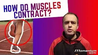 How do your muscles work when you run?  Understanding physiology for athletes.