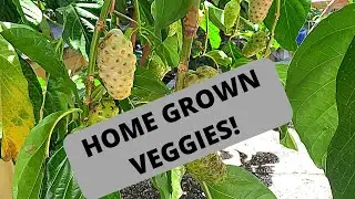 Tips for starting a vegetable garden at home