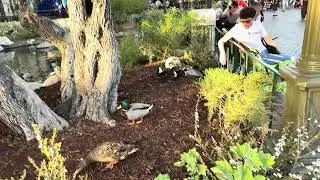 Ducks of Disneyland Pt 2 Baby Ducks 2026