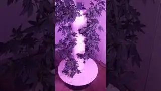 Aeroponic Tower Garden Cannabis Grow 2017 pt2
