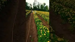 merigold farming
