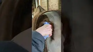 Clipping a horse&rsquo;s hair off! Oddly satisfying