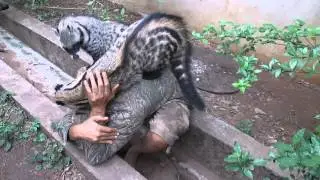 African Civet Cat Group Hug