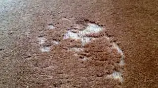 Carpet moths and the damage they cause