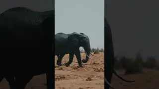 The Tale of Elmer the Elephant - A Heartwarming Adventure