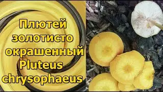 Плютей золотисто окрашенный Pluteus chrysophaeus Описание Съедобность Видео определитель