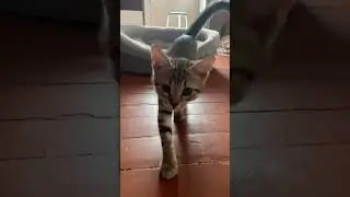 И даже спит только с нами #cat #chill #kitten #catlover #music #cute #love #рекомендации #kitty