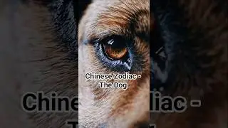 Chinese Zodiac - The Dog