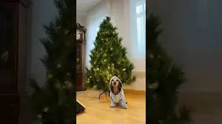 Setting up my Christmas tree 🎄🫶 #swiftmas #itstime #christmas