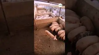 🐷 Pig Farming का मजा 😊 #shorts #shortsvideo #shortsfeed #shortsviral #viralvideo #pig