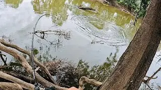 EPIC Surface Fishing for BIG  Murray Cod Casting From The Rivers Banks