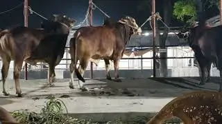 Alhamdulillah Kurban collection  #Dhaka cattle range 2023. big bull...#agro lover