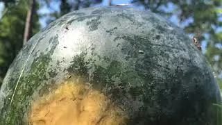 Harvesting My First Sugar Baby Watermelon