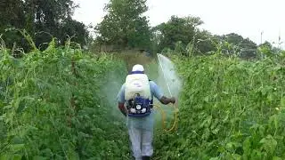 Aspee Power Sprayer petrol knapsack Sprayer 2/4 Stroke call: 8778272711,7904447044