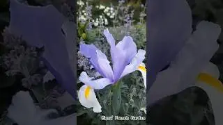 Whispers of Spring Garden 💙🌿🌸