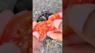 Как вырастить помидоры черри шаг за шагом