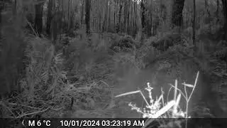Wallabies on Trail Cam Feasting and Hopping