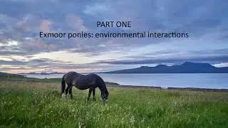 Exmoor Pony Detectives Dr. D. Davy: Environmental interactions