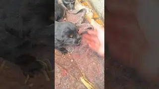 The Most Adorable Dogs 🐶🐕&zwj;🦺 BEST Videos #fyp #viral #dogpets #short #shortsfeed #puppylover #bulking