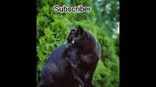 meu..meu..meu #cute #cat #kitten #viral #funny #cutecates # #black #shorts #video 😁😁😁