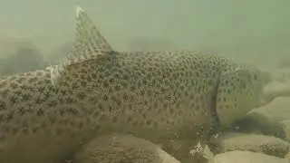Montana Brown Trout Underwater Release
