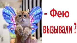 Лютые приколы. КОТ - ФЕЯ!!! Тест на психику! Засмеялся проиграл! &ndash; Domi Show!